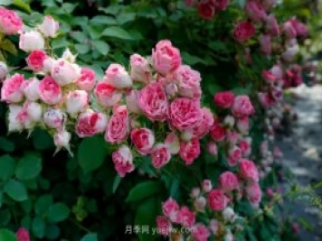 胭脂扣月季，多季開(kāi)花的藤本，花期長(zhǎng)，單枝條開(kāi)花幾十朵