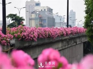 100余萬(wàn)株月季引進(jìn)，2020年太原市將變身玫瑰之都