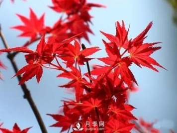 成都園林綠化中景觀(guān)樹(shù)選擇和知識(shí)