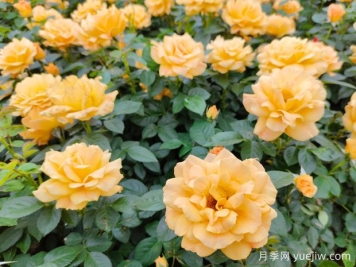 豐花月季開花機(jī)器，稱霸園林綠化