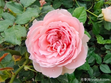 非常值得養(yǎng)的6種月季花，花美抗病四季開花