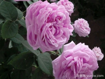 藍月季的花語是什么？