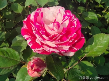 一文教你區(qū)分月季、玫瑰和薔薇的細微差別