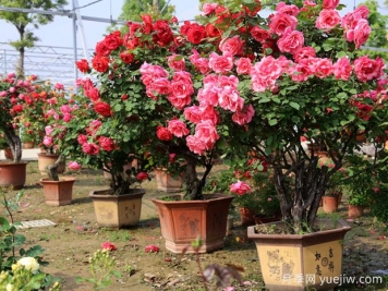 ?樹狀月季春季花后修剪攻略，復(fù)花靠剪