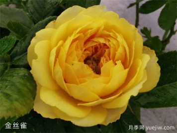 微型月季金絲雀優(yōu)缺點(diǎn)都不少，養(yǎng)護(hù)做好兩個(gè)點(diǎn)花開不斷