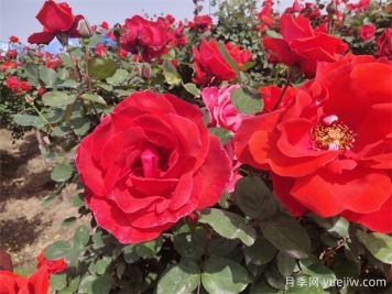 月季、玫瑰、薔薇分別是什么？如何區(qū)別？