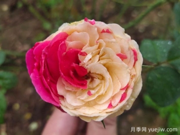 風(fēng)月月季難養(yǎng)嗎？值不值得入
