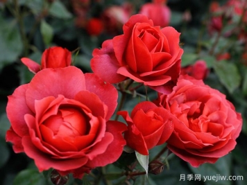 21朵玫瑰：不只是浪漫，還藏著這些深意