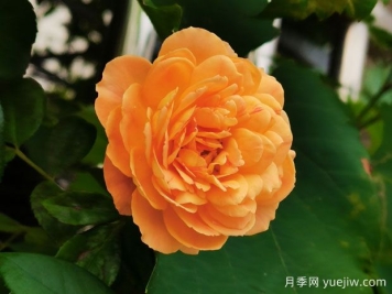 超級簡單，不用藥就能預防月季紅蜘蛛