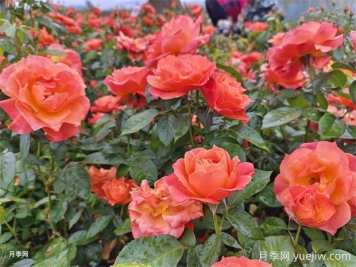 月季花病蟲害防治該用什么藥？掌握這3點(diǎn)