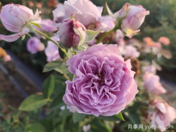 玫瑰花如何拍照？學(xué)會技巧，輕松拍出高級感
