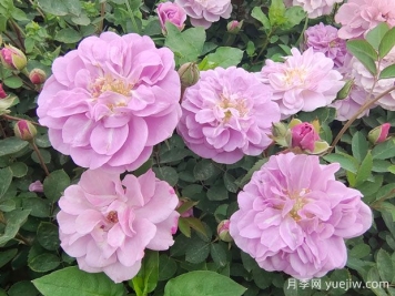 適合陽(yáng)臺(tái)的藍(lán)色陰雨小型藤本月季，陽(yáng)臺(tái)變花墻