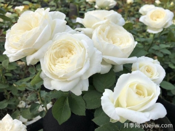 婚禮之路月季的優(yōu)缺點，看看花友怎么說