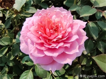月季枯萎了還能活過來嗎？月季花垂頭了怎么補(bǔ)救？