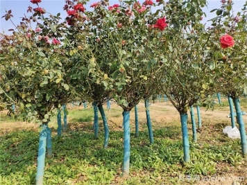 春秋兩季移植月季樹樁，哪個成活率更高？