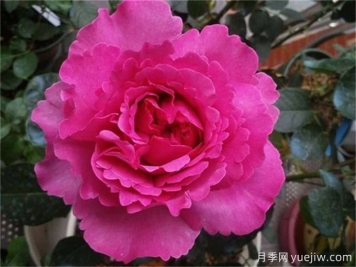 伊芙月季品種有很多，分享5種好看好養(yǎng)