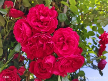 實(shí)用的養(yǎng)花技巧，適合養(yǎng)殖月季花