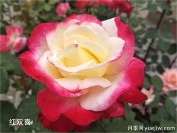 紅雙喜月季，香氣迷人的大花花園月季