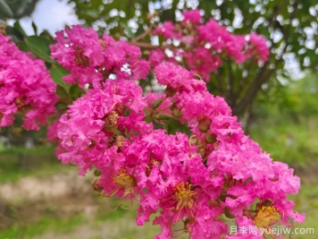 200種園林植物識別、應(yīng)用與養(yǎng)護