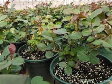 月季出筍芽，需要打頂嗎？