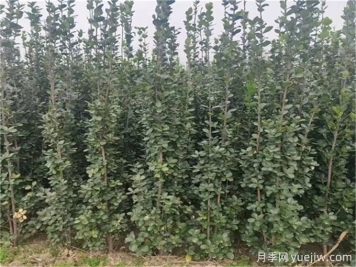 三種常綠闊葉喬木的栽植管理技術