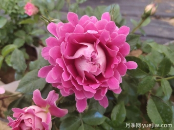 月季什么時候秋剪？不要要急，讓秋花依然美