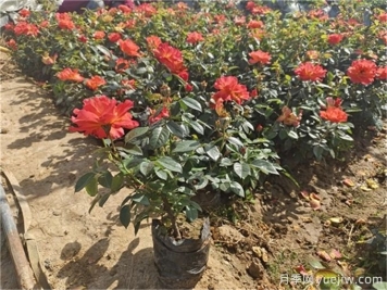 月季小苗(杯苗)多少錢一棵？