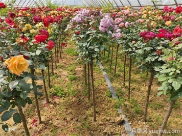 一株月季花開多色，芽接教你如何做到