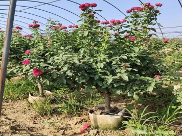 園藝新品，多色歐月薔薇桿樹狀月季