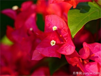 三角梅和杜鵑是同一種植物嗎？