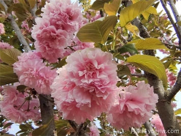 櫻花簡介，櫻花生長周期和品種特點(diǎn)