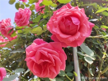 月季：花中皇后，月月花開月月紅