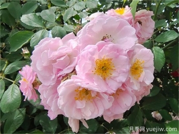 薔薇的繁殖方法有哪些？薔薇花的養(yǎng)護方法