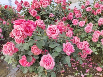 月季花期可以施肥嗎？月季施肥全指南