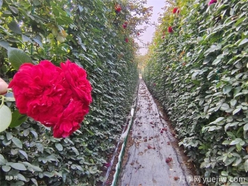 紅色月季花墻網(wǎng)片現(xiàn)貨，打造網(wǎng)紅景觀