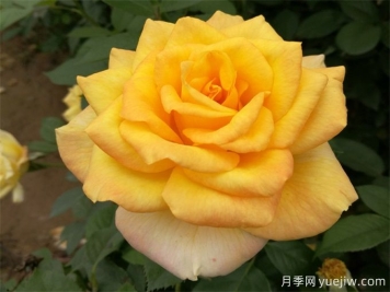室內(nèi)如何養(yǎng)月季？掌室內(nèi)養(yǎng)花也能爆盆