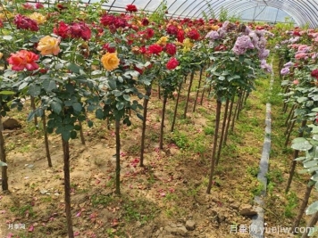 月季越剪開花越多枝條越壯，修剪應該怎么操作？
