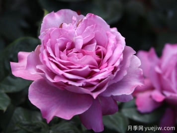 陽光不充足也能養(yǎng)月季嗎？
