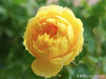 十年月季路，分享4款月季老品種的養(yǎng)護心得