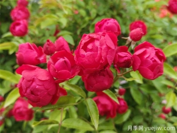 院子再小，也要養(yǎng)上紅木香月季！開花量大，開成花海！