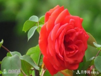 河南種苗站認定南陽市“薔薇屬植物種質資源庫”建設項目