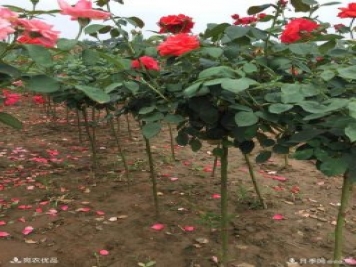 1公分小高桿月季樹價格，棒棒糖月季樹基地新報價單！