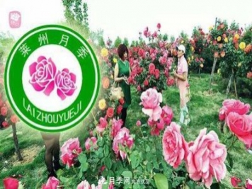 山東有三座城市以花聞名，除了菏澤牡丹平陰玫瑰，還有萊州月季之都