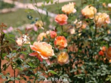 萬紫千紅！湖南益陽(yáng)安化“茶鄉(xiāng)花?！痹录臼㈤_
