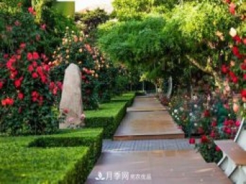 秦皇島適合養(yǎng)月季花，市花和市樹是什么