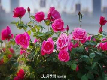 南陽市臥龍區(qū)月季產(chǎn)業(yè)帶動(dòng)脫貧致富