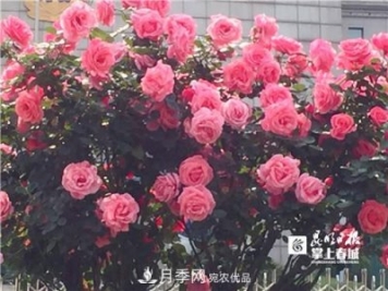 樹狀月季很養(yǎng)眼，云南昆明上萬株高稈月季熱情綻放