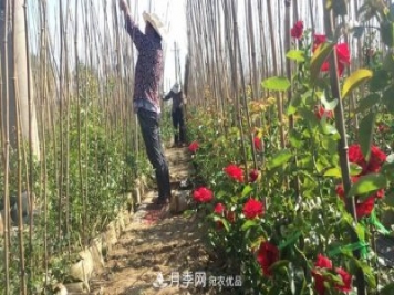南陽(yáng)市石橋鎮(zhèn)：農(nóng)民發(fā)家致富 月季功不可沒