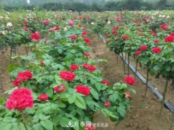 小型樹樁月季，小月季樹批發(fā)價格