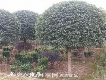 南陽精品桂花球，3-5公分桂花苗桂花樹